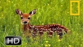 National Geographic Wild 2015 Private Life Of Deer | Animals Attack Willdife Documentary