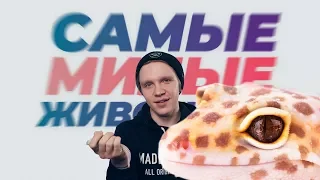 Самый милый выпуск. Эублефары.