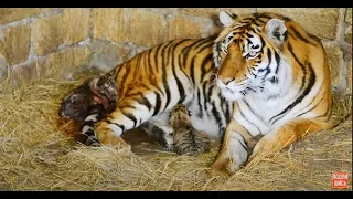 РЕДЧАЙШИЕ  КАДРЫ  !!! Тигрица рожает ! Rare video !!! Tigress giving birth to a cub"