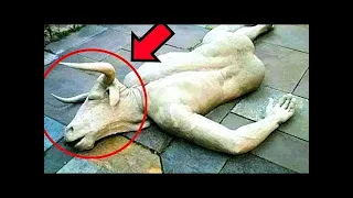 11 Mysterious creatures CAUGHT ON TAPE   TOP 5