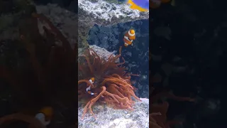 My clown fish have finally accepted an anemone after 18 months and 3 attempts 😍