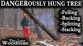 DANGEROUSLY HUNG TREE: Felling, Bucking, Splitting, and Stacking