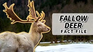 Fallow Deer facts: the SPOTTED DEER 🦌 | Animal Fact Files