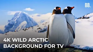 4K Antarctica & South Pole Wildlife | Wild Arctic Relaxation ScreenSaver for TV, Apple TV, PC