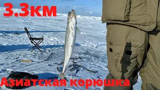 Азиатская корюшка - Сахалинский зубр и Дальневосточная навага! Первый выезд!