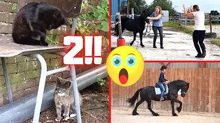 2 new cats! If they stay... Riding again! Wild Johnny | Friesian Horses