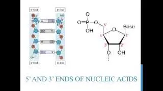 5' 3' ends of DNA and RNA