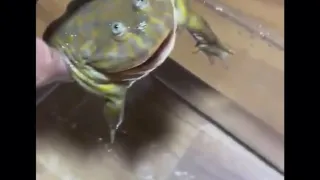Screaming frog in water meme
