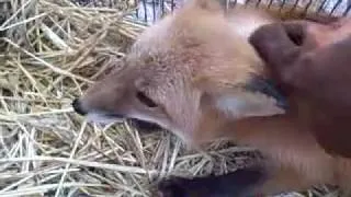 Upclose Look At A Red Fox Saved From Certain Death