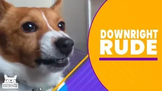 Downright Rude | The Pet Collective