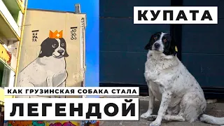 Уличная собака, которую узнал ВЕСЬ МИР | Батуми Грузия 🇬🇪