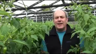 16 years experience growing peppers and cucumbers in a Cravo retractable roof house