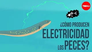 ¿Cómo producen electricidad los peces? - Eleanor Nelsen