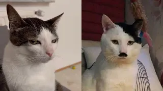 Try Not To Laugh 🤣 New Funny Cats Video 😹 - MeowFunny Part 12