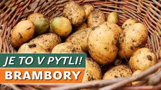 JE TO V PYTLI! - sklizeň brambor