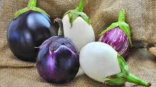 Comida del mes: la berenjena 🍆 es la mejor nutrición para la salud | Los mejores consejos para una v