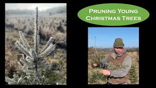 Tiny Trees, Big Impact: The Art of Pruning Young Christmas Trees