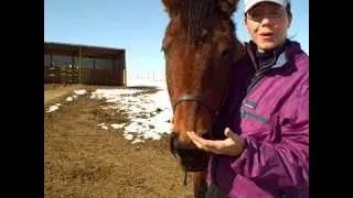Summit Session 26! Jobe's Truama Focused Equine-Asssited Psychotherapy