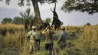 Take a ‘virtual safari’ to Zimbabwe – Three Decades of Changing Lives