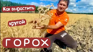 ГОРОХ - наша технология  🌱