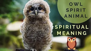 Why YOU Keep Seeing Owls | Owl Spirit Animal 🦉 | Owl Spiritual Meaning and Mythology