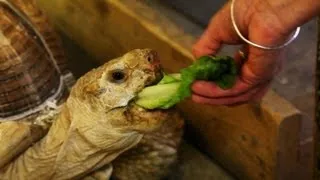 How to Feed a Land Turtle | Pet Turtles