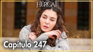 Hercai - Capítulo 247