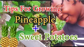 Season 2: EP 59 -Tips For Growing Pineapple + Sweet Potatoes For Beginners| Harvest #growyourownfood