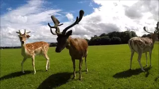 Oh Dear... Phoenix Park