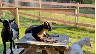 Milking One Goat With Our Homemade Milk Machine