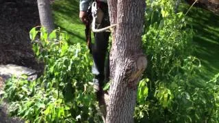 Butchering a Tree to Save It??