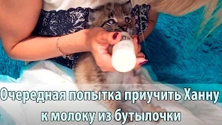 Продолжаем попытки приучить котёнка рыси к бутылочке