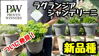 ◆PW 第三弾！【新品種アジサイ】ラグランジア シャンデリーニ🌱