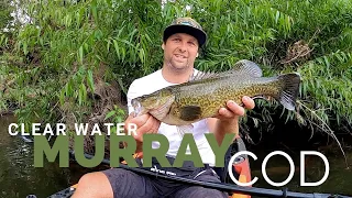 Clear Water Murray Cod