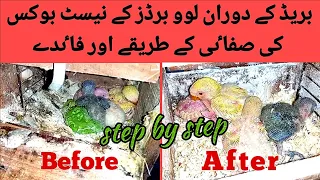 how to clean love birds nest box during breed for protect chicks |