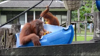 Orangutan Playtime at BOS Nyaru Menteng