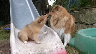 Welpenaufzucht bei den VDH Shelties vom Ponyhügel! Watch our cute sheltie puppies growing up!