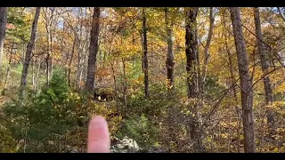 HUGE Discovery In The Valley Of Bigfoot Sasquatch