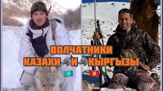Казахские и кыргызские волчатники 🐺🐺🐺! Лучшие охотники на Волков 💥💥