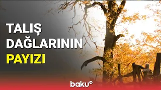 Talış dağlarının payızı - BAKU TV