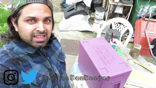 British Beekeeper setting up a poly nuc to catch honey bees swarm