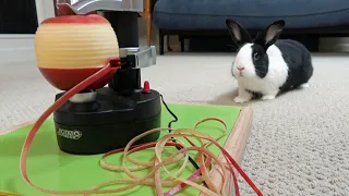 Rabbit eating apple peel ASMR - World Record attempt!