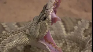 Mojave Green Venomous Rattlesnake Strikes A live mouse and kills it!