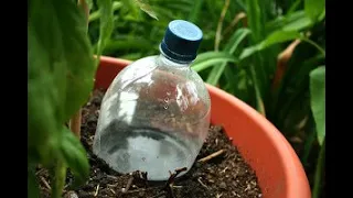 Как не надо делать капельный полив из пластиковых бутылок