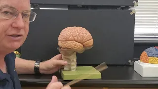 Professor Long  2401 Lab External Brain Anatomy