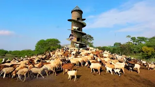 Raising goats on a free-range farm is a Fantastic Idea, Preparing/feeding goats with chopped grass.