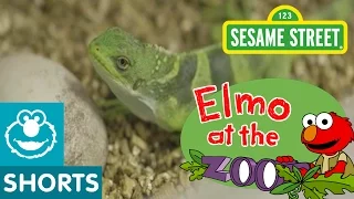 Elmo Plays with Reptiles! (Elmo at the Zoo #8)