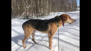 Русские гончие. Вертун.