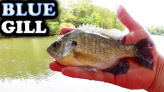 Easy Bluegill Fishing from the Bank - Fishing with a Realistic Rig