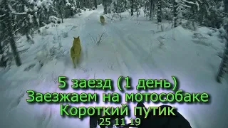 5 заезд (1 день) Заезжаем на мотособаке Короткий путик 25 11 19